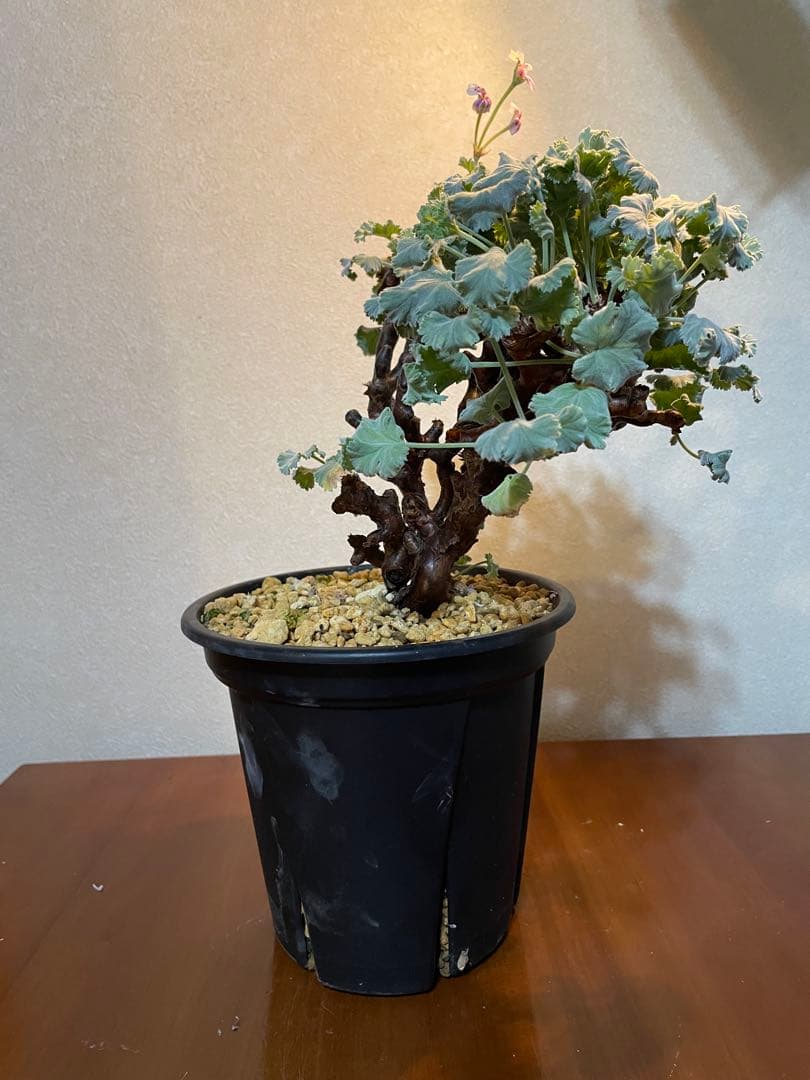 【T★T】ペラルゴニム　ミラビレ　発根済み　鉢付き発送　抜き苗発送