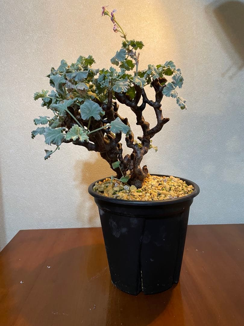 【T★T】ペラルゴニム　ミラビレ　発根済み　鉢付き発送　抜き苗発送