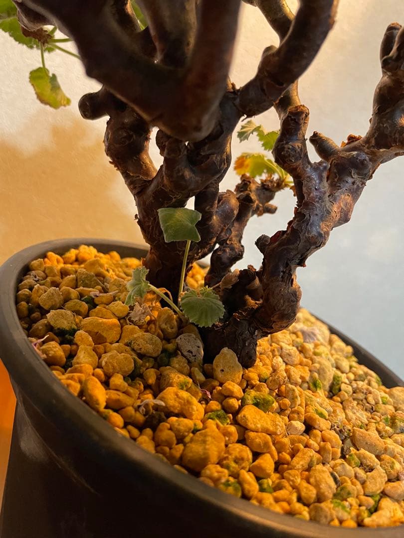 【T★T】ペラルゴニム　ミラビレ　発根済み　鉢付き発送　抜き苗発送