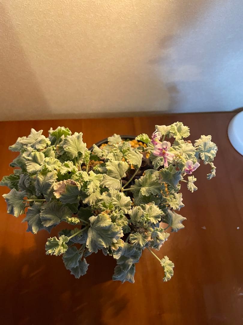 【T★T】ペラルゴニム　ミラビレ　発根済み　鉢付き発送　抜き苗発送