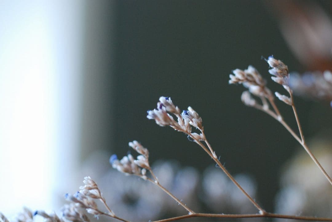 Nikon D80 デジタル一眼AFマクロ　NIKKOR 55㍉　レンズ付　※注