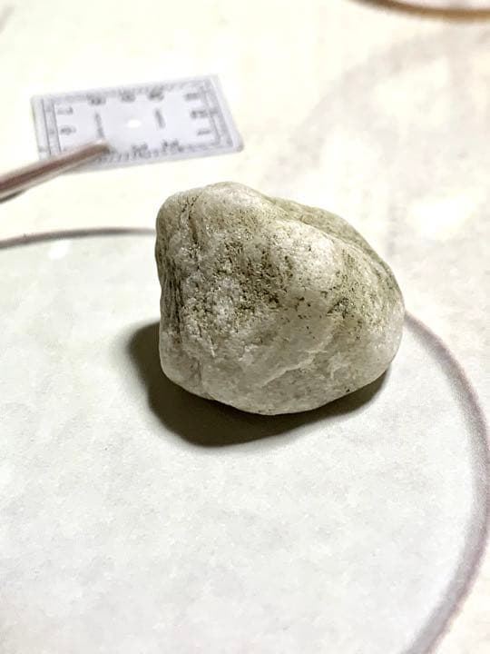 新種　No.15 ブルーアクトゥリアンシーライト