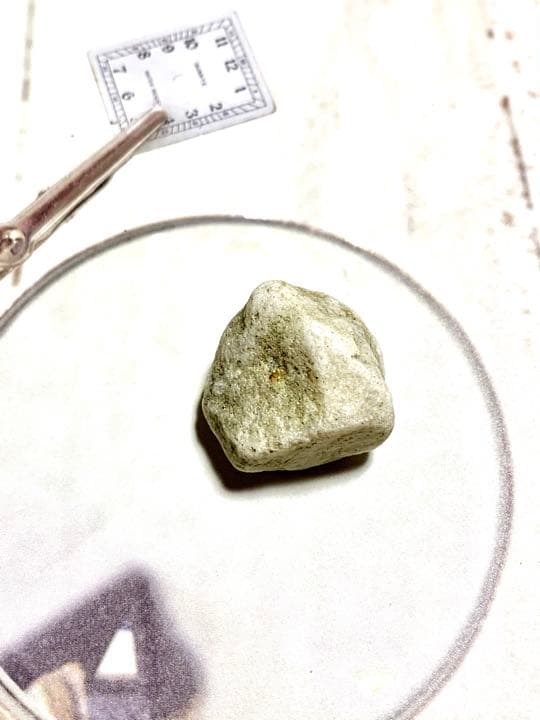 新種　No.15 ブルーアクトゥリアンシーライト