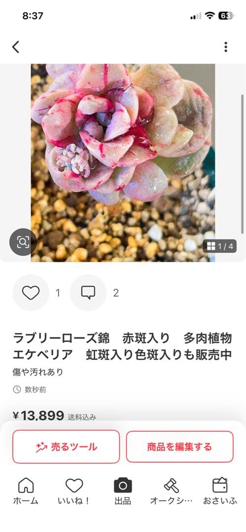 多肉植物　専用