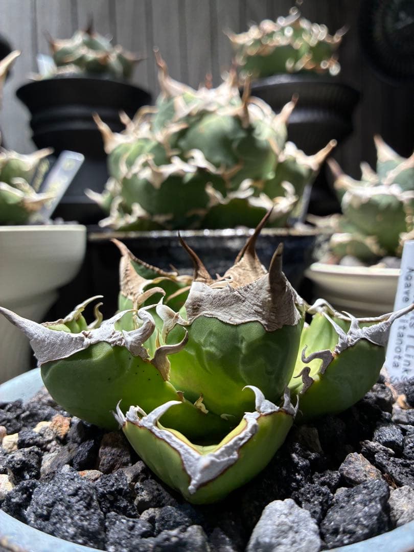 鉢付き　極上SAD 強鋸歯　南アフリカダイヤモンド　タグ付き