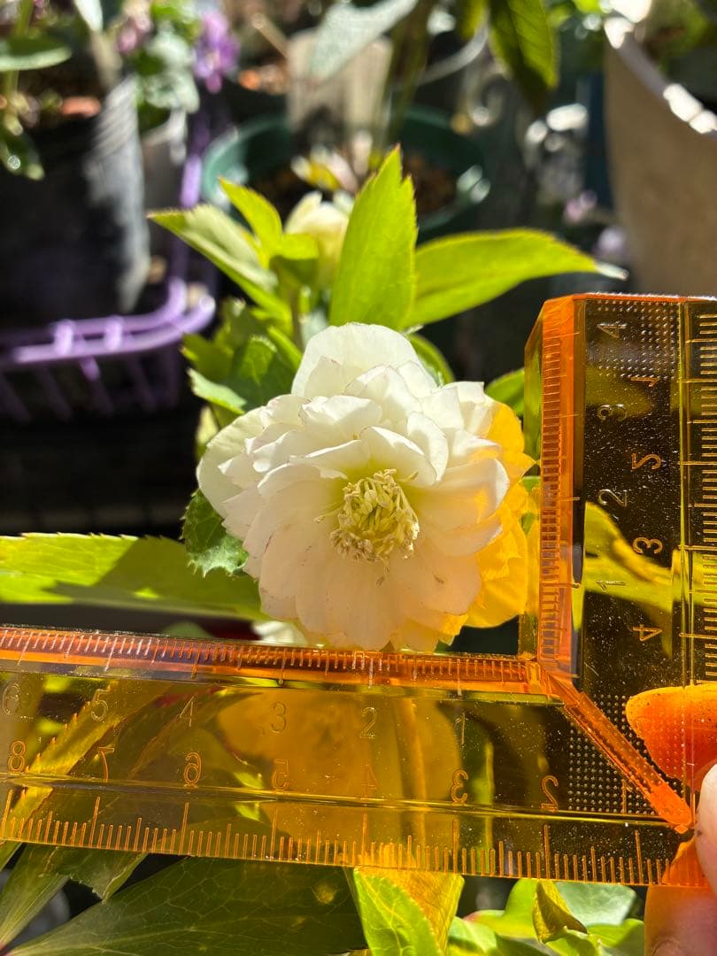 ♡開花中♡クリスマスローズ小輪ホワイト多弁