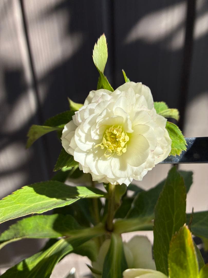 ♡開花中♡クリスマスローズ小輪ホワイト多弁