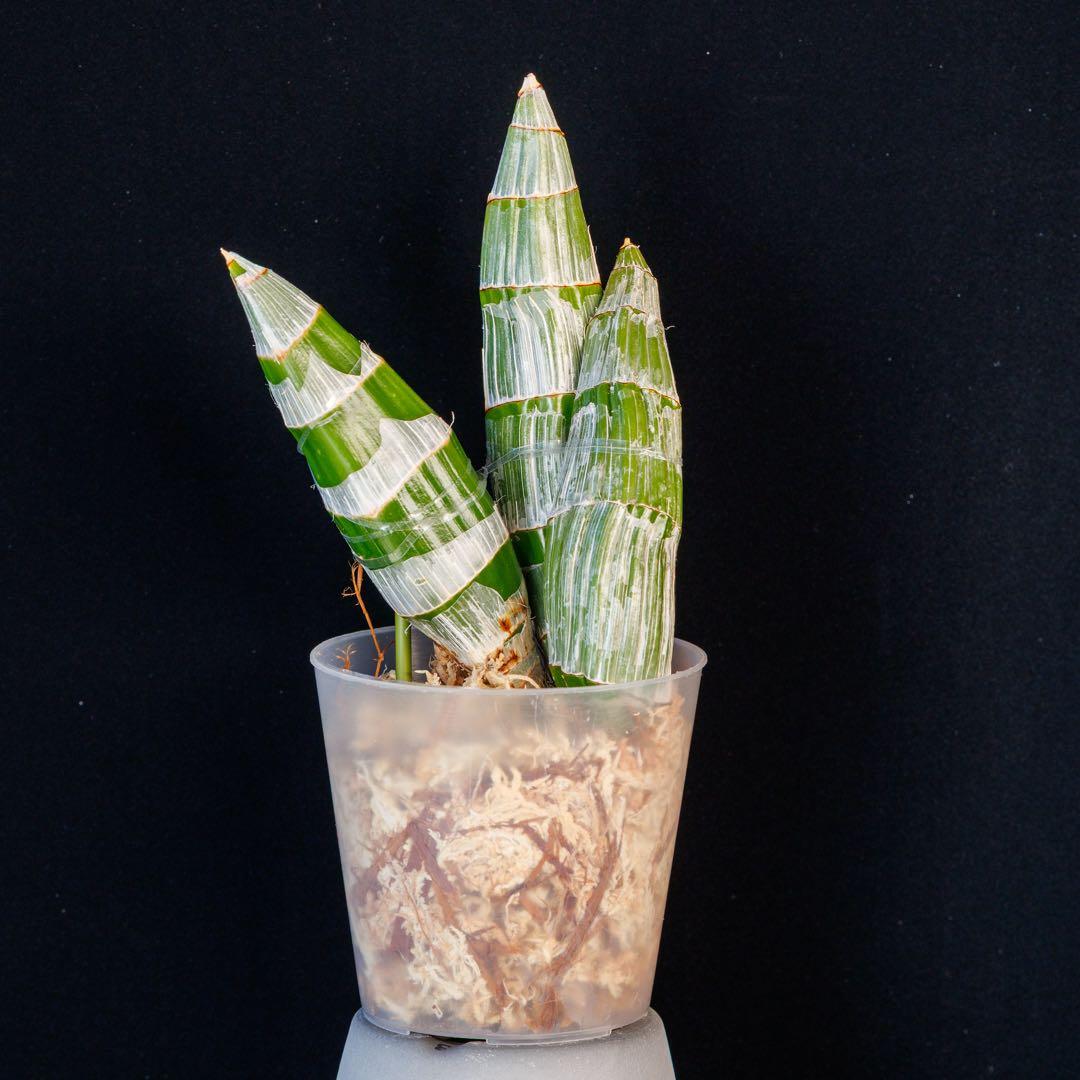 SVO 実生 イエロー系 タケノコ蘭 カタセタム Clowesetum