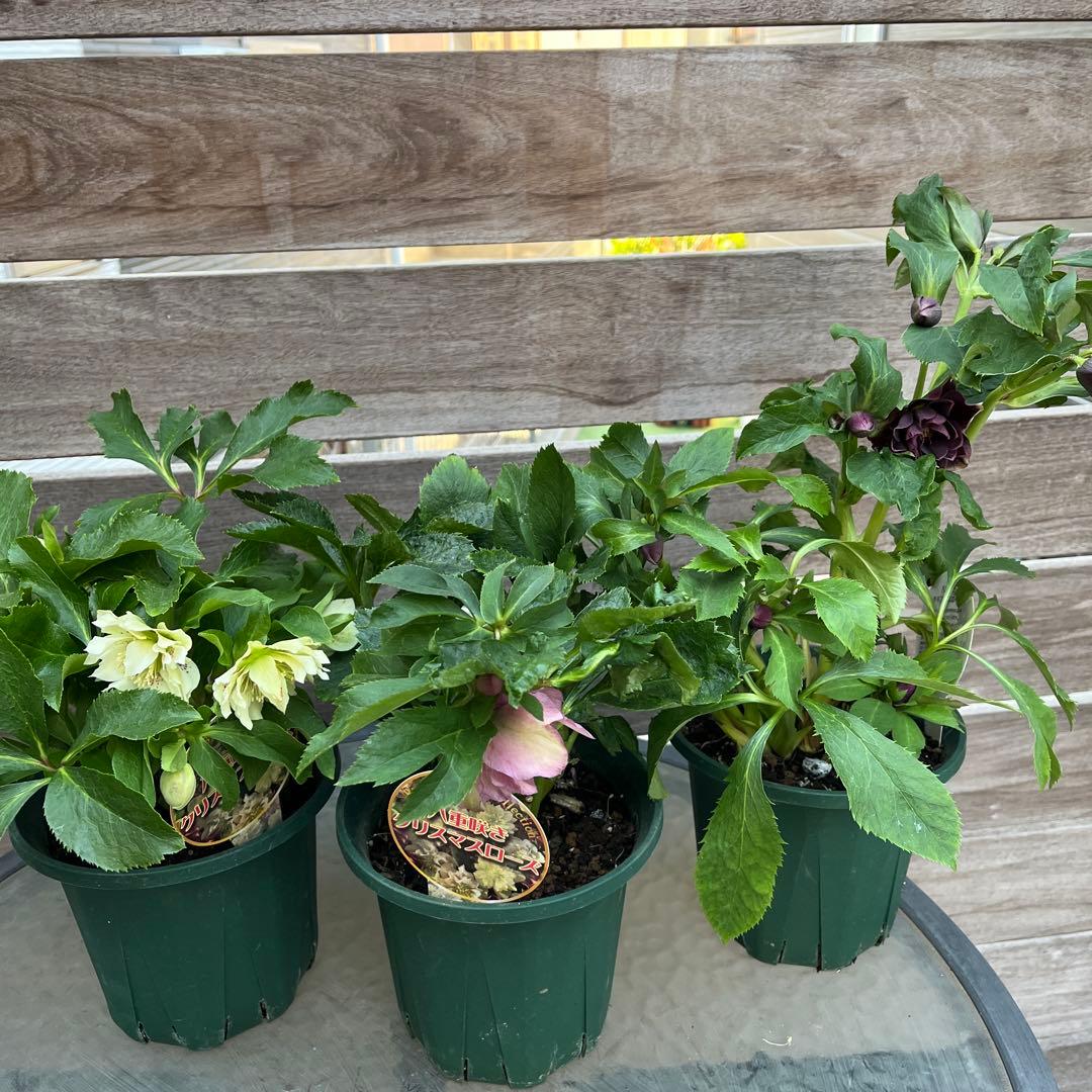 クリスマスローズ　八重咲き　ダブル　エレン　5号　3鉢セット　蕾多数　現物　Ｍ