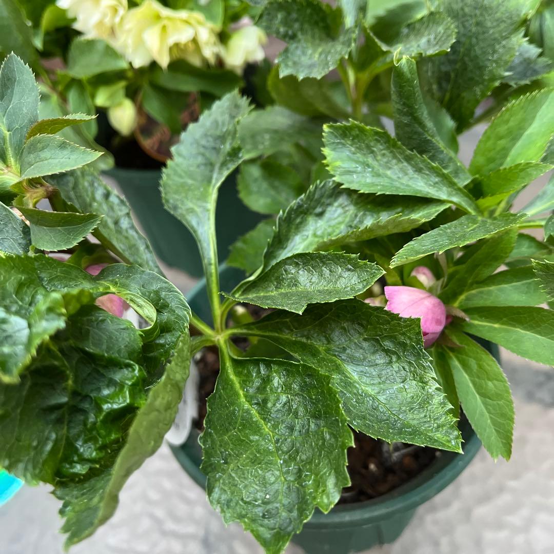 クリスマスローズ　八重咲き　ダブル　エレン　5号　3鉢セット　蕾多数　現物　Ｍ