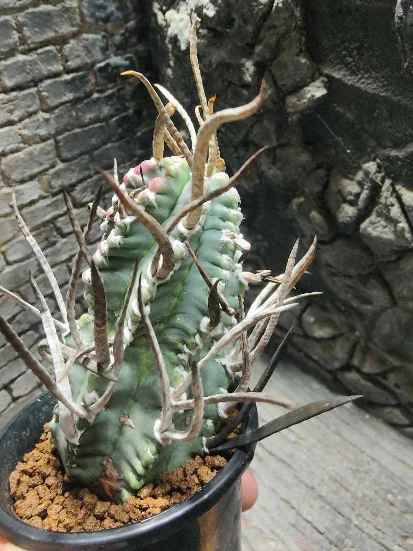 おでん。サボテン　奇巌大鳳玉F75