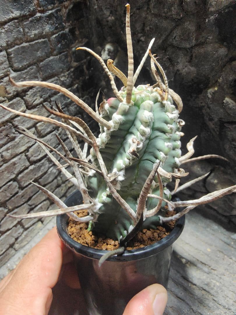 おでん。サボテン　奇巌大鳳玉F75