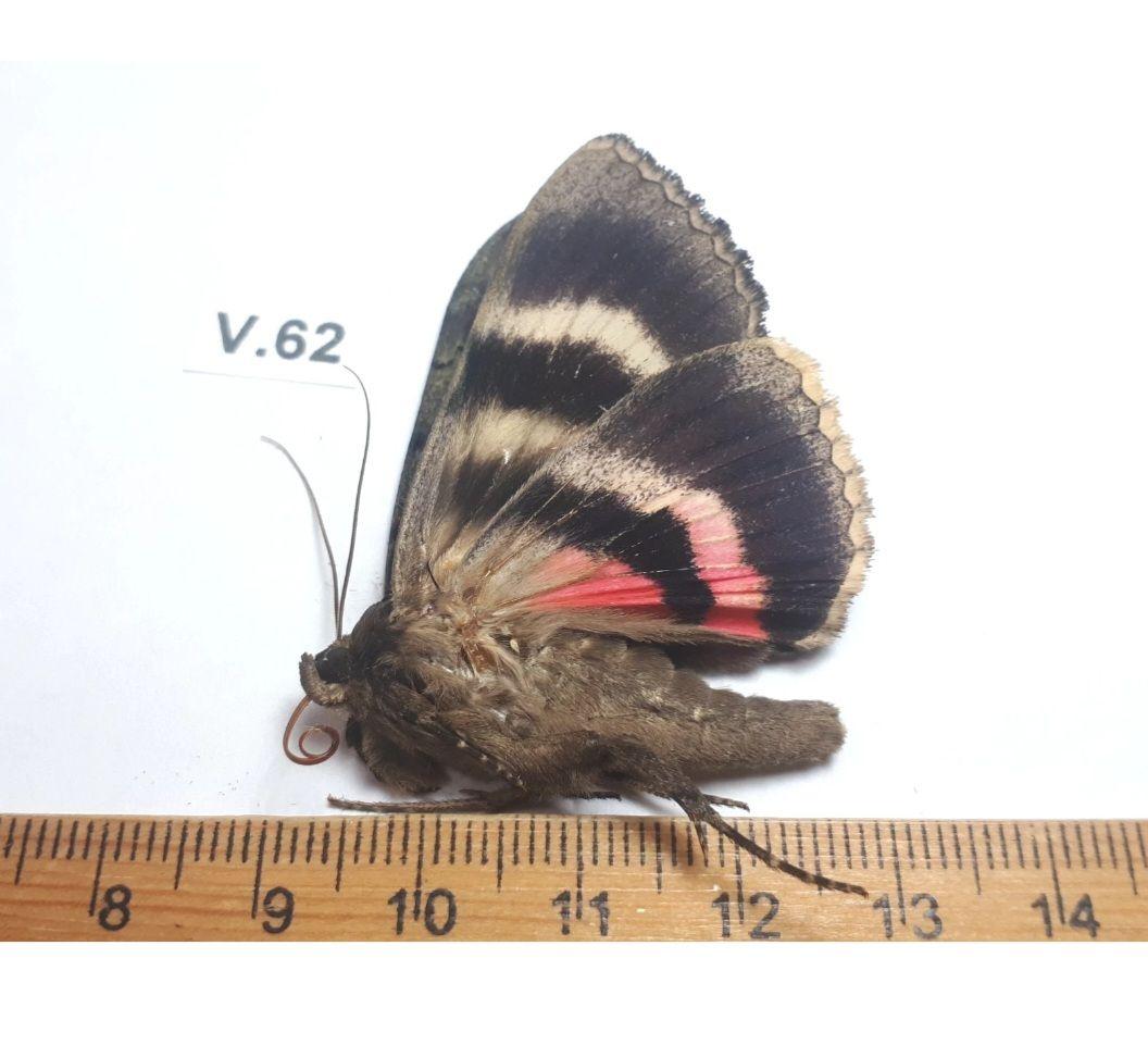 Catocala cara 3頭セット