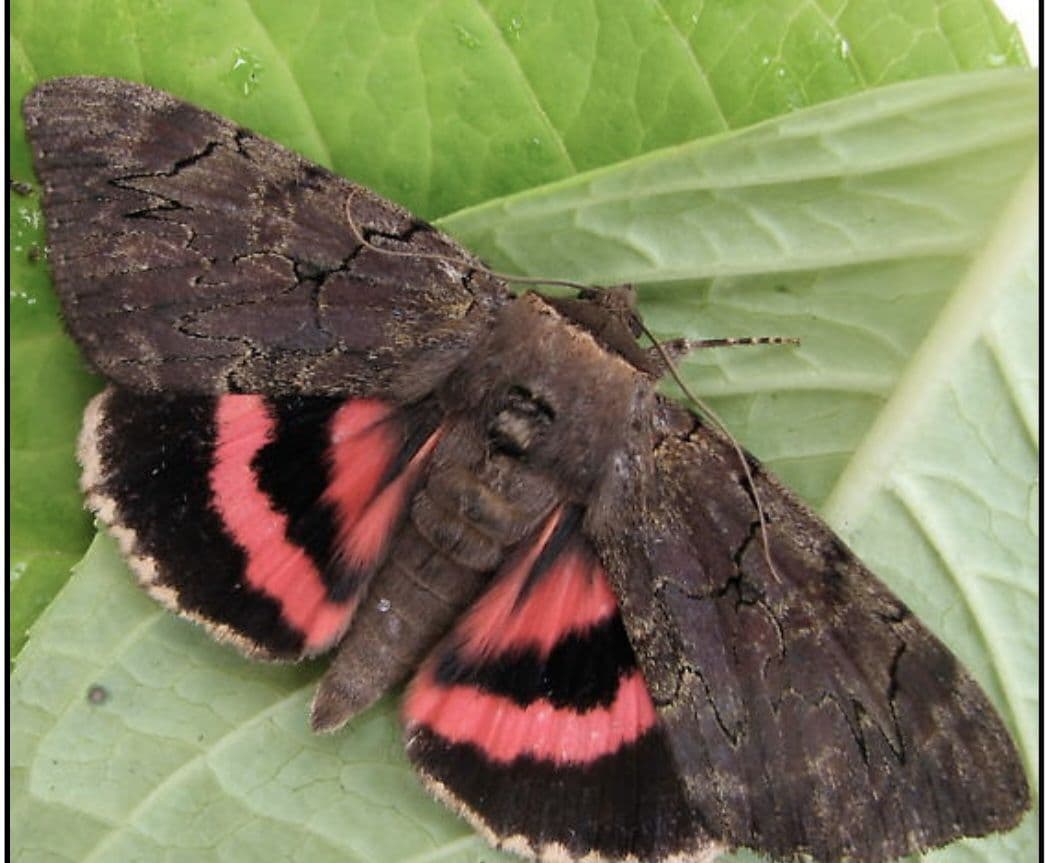 Catocala cara 3頭セット