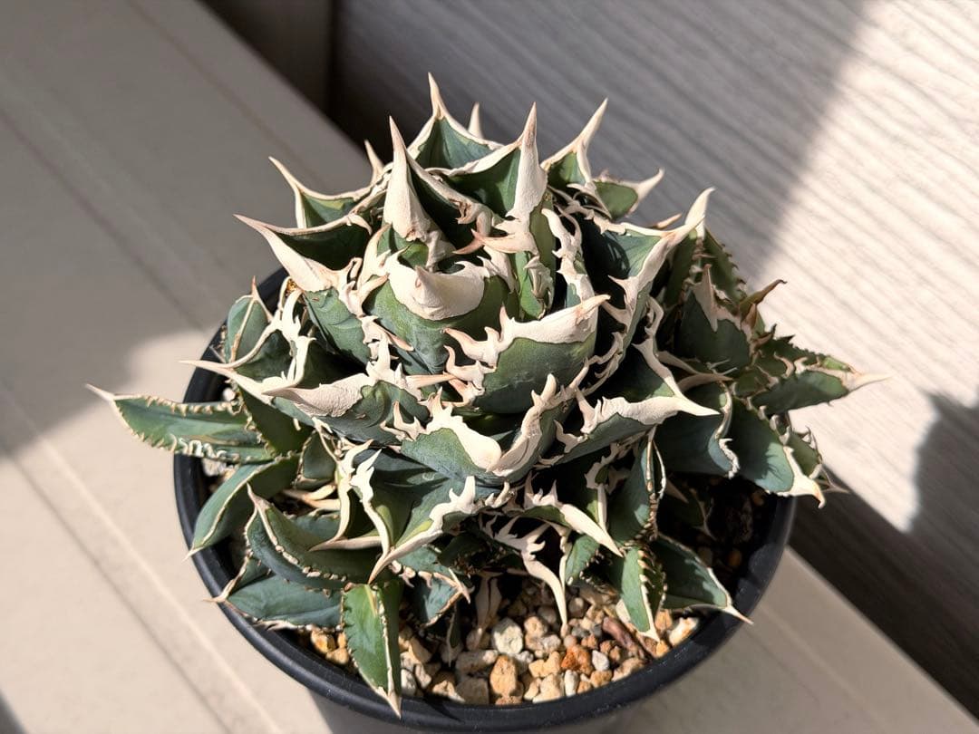 【にゃんこす様専】lize産　大白鯊ホホジロザメ群生子株10株付き　鉢ごと