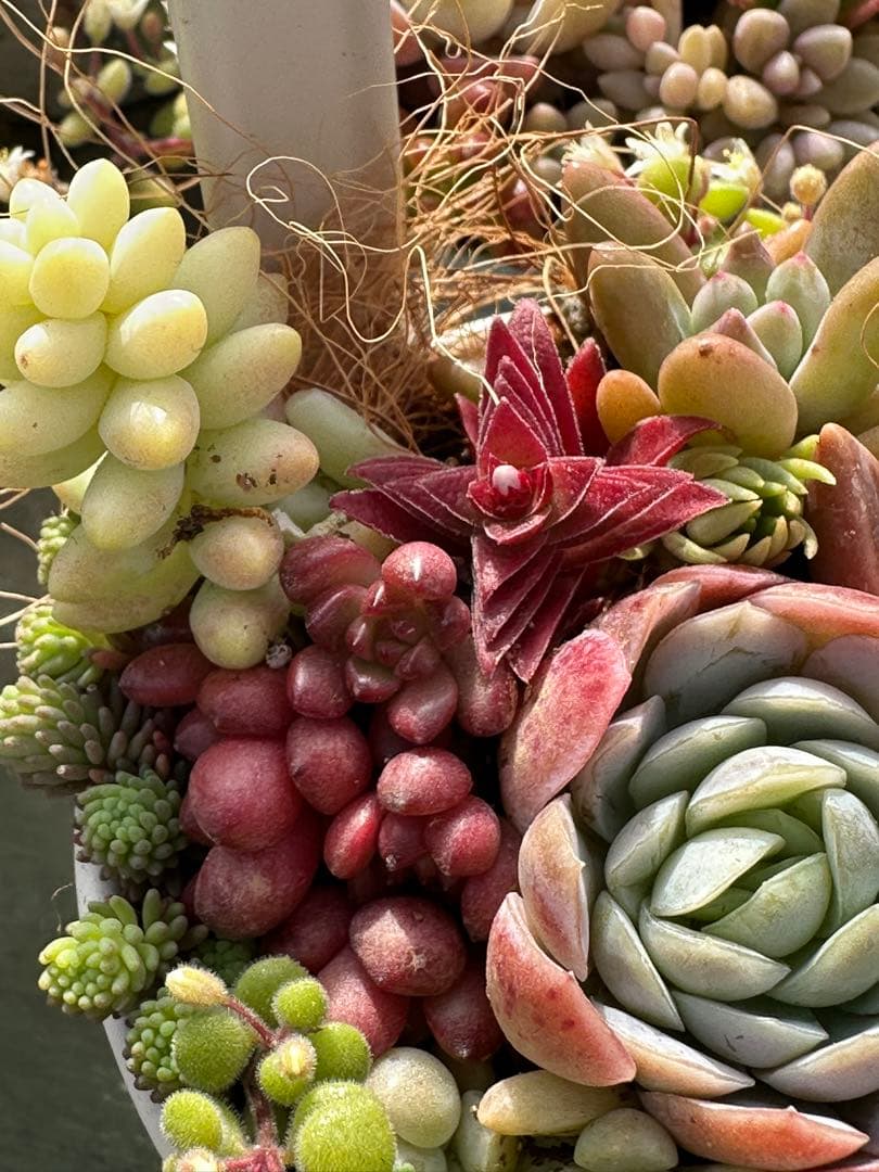 多肉植物の寄せ植え（白い鉢）