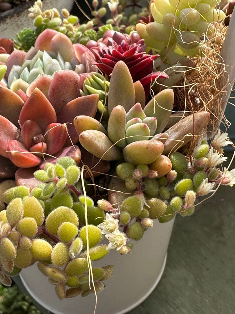多肉植物の寄せ植え（白い鉢）