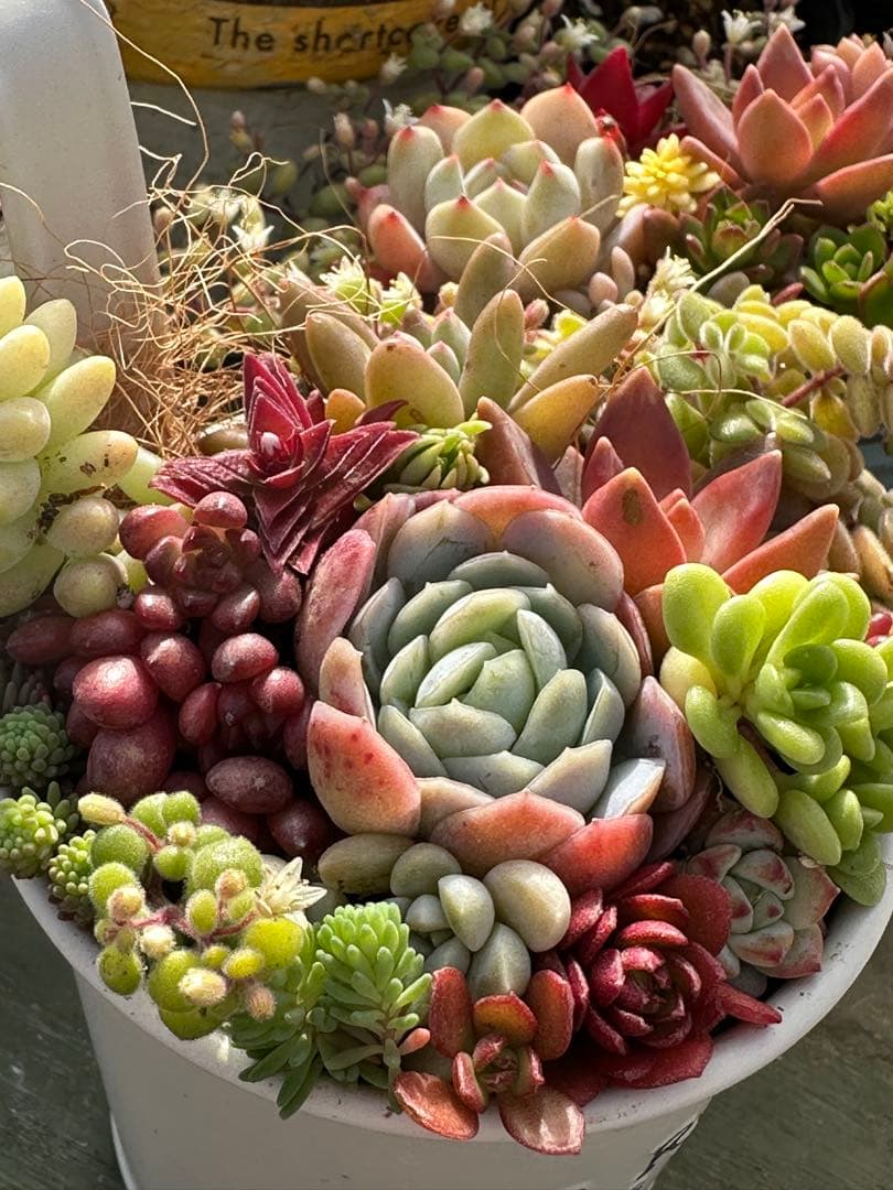 多肉植物の寄せ植え（白い鉢）