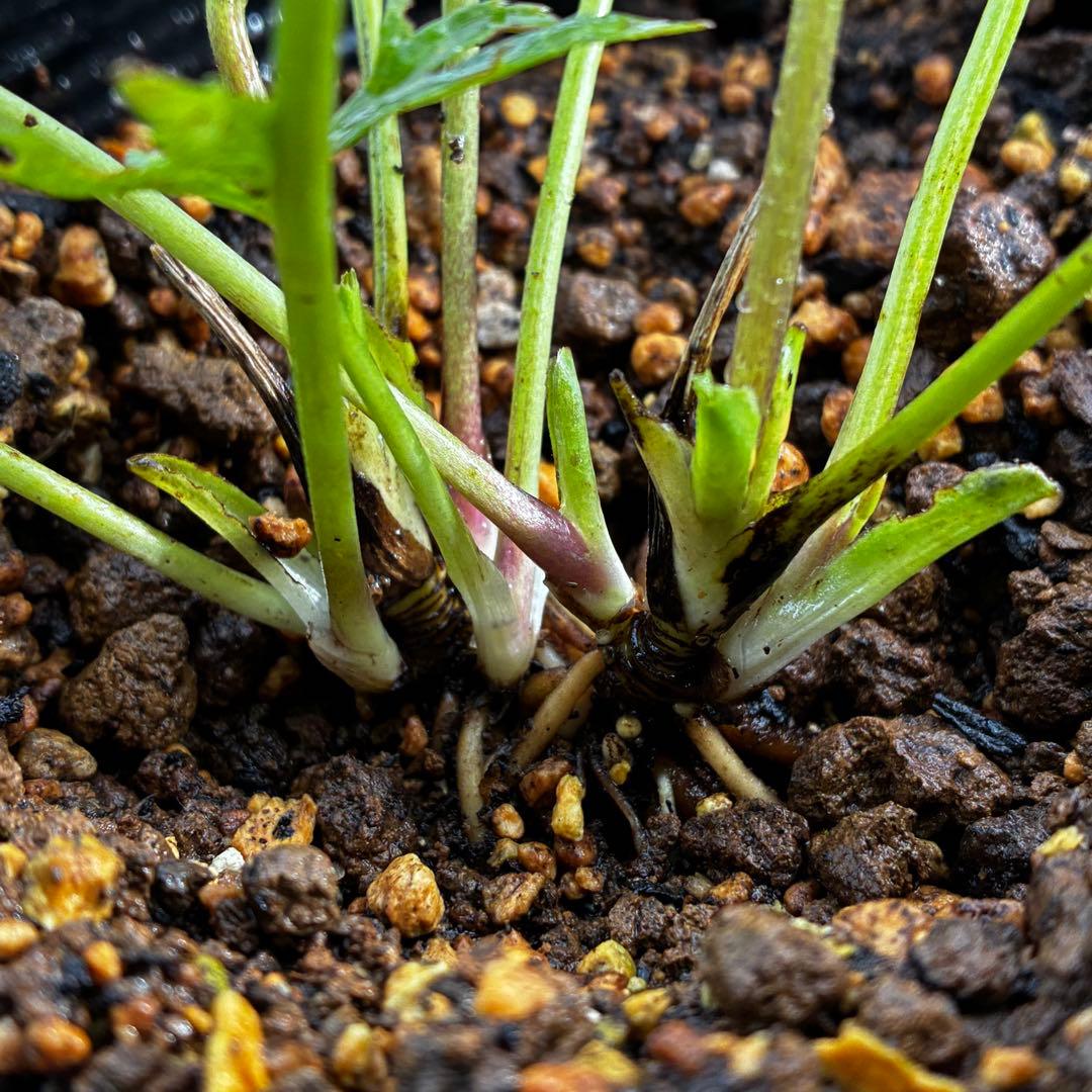 も*読様 3576☘️蕾花付き☘️⭐️オーレアXボッコネイ⭐️芳香⭐️小輪⭐️ピ