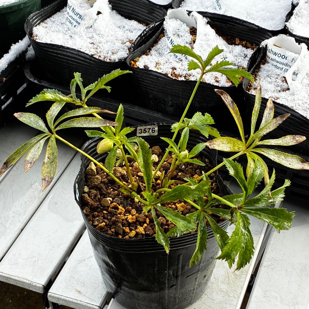 も*読様 3576☘️蕾花付き☘️⭐️オーレアXボッコネイ⭐️芳香⭐️小輪⭐️ピ