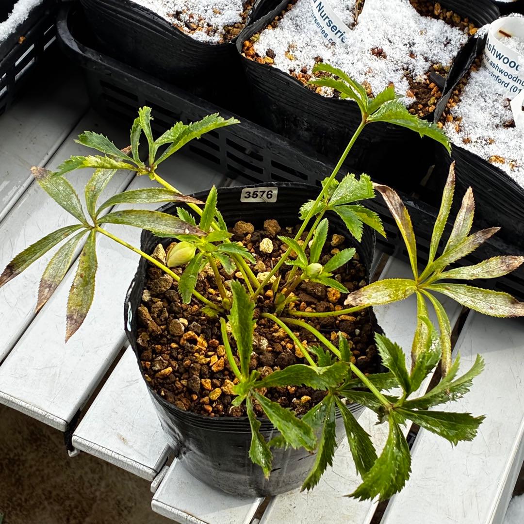 も*読様 3576☘️蕾花付き☘️⭐️オーレアXボッコネイ⭐️芳香⭐️小輪⭐️ピ