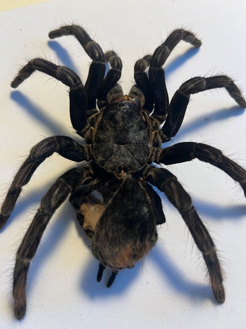 【標本】ボリビアンスティリーブルータランチュラ ムカデサソリ奇蟲 パンフォ