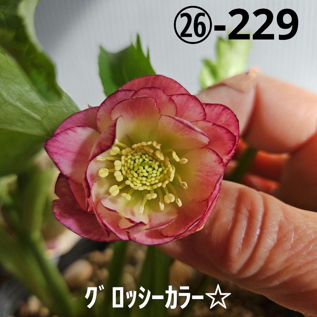 ㉖-229クリスマスローズ