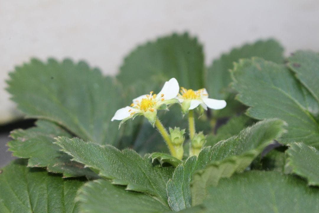 実用美品✨希少 ホワイト Canon EOS KissX7✨ショット数僅少 軽量