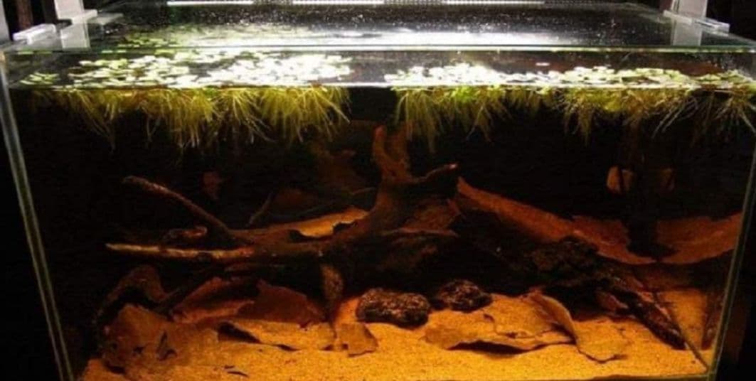 とし大小様々　無農薬マジックリーフ　天然ももたまな葉　1500　枚