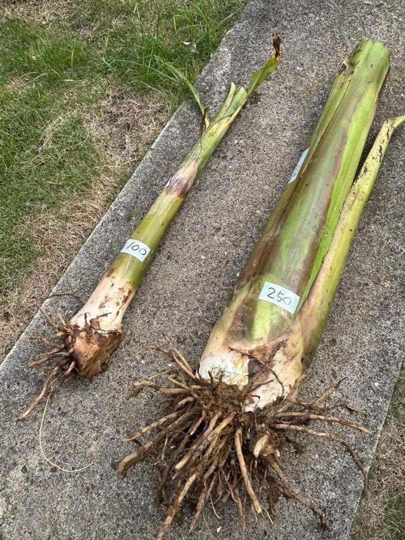 驚愕！250㎝巨大苗◆木熟＝ゴールドバナナ、低木、耐病耐寒強。初心者向◆絶対糖度