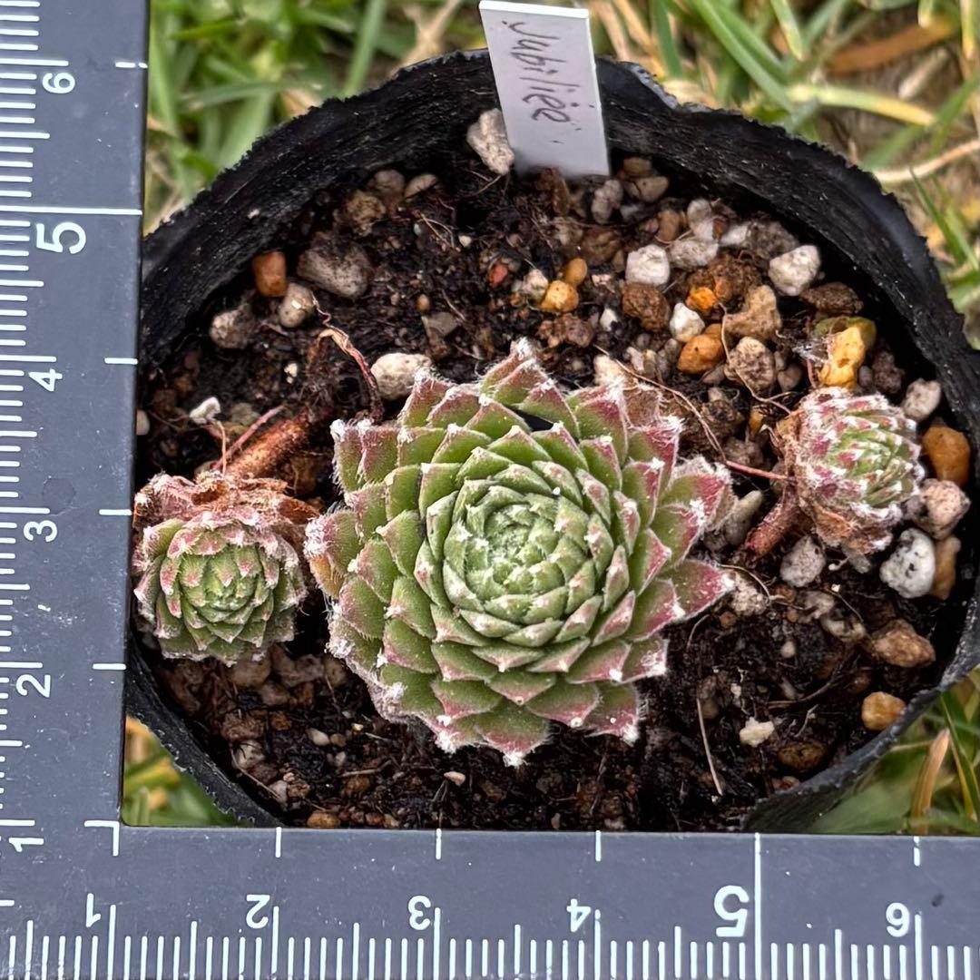 センペルビウム　jubiliee ジュビリー　②