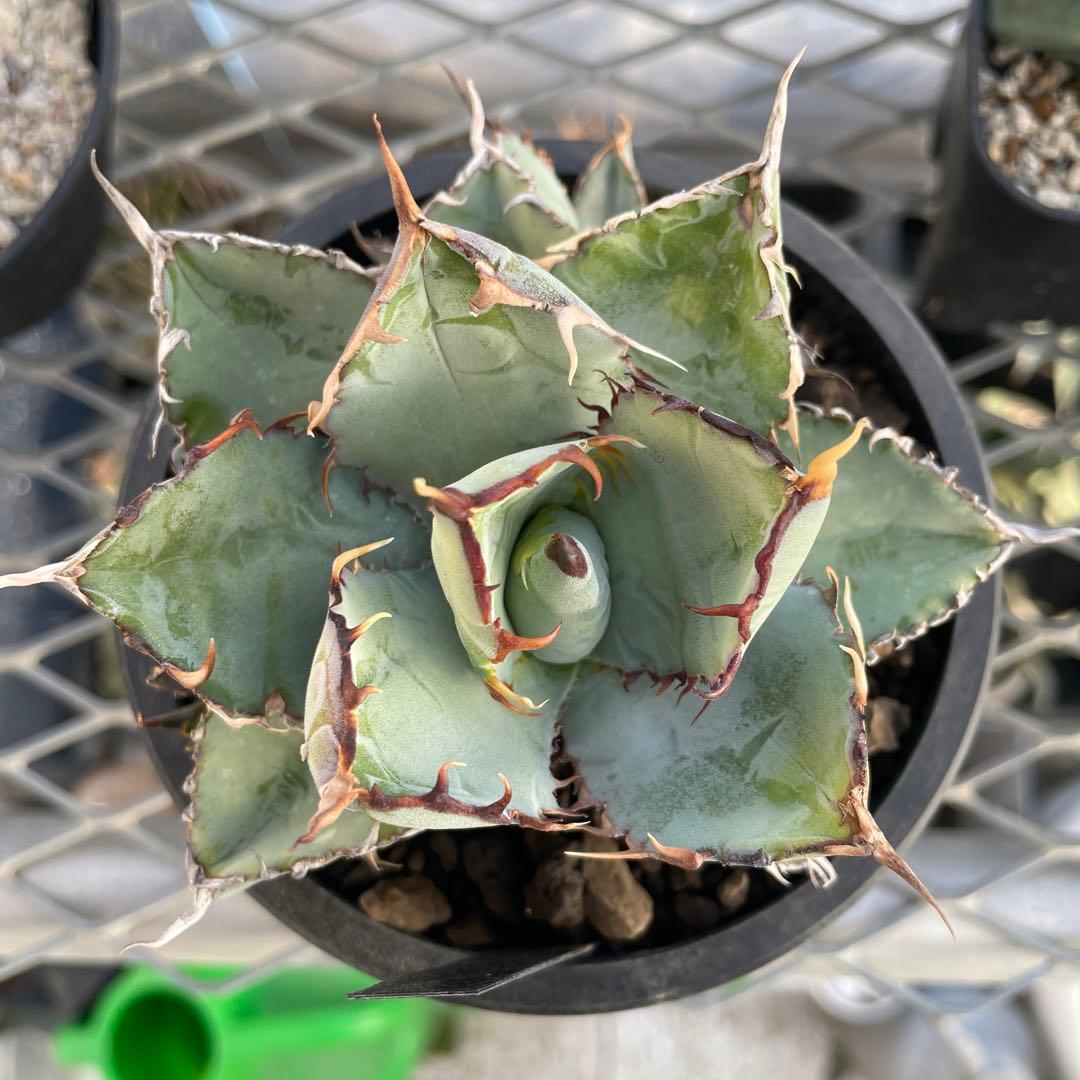 オベサ 赤猫 エボリスピナ EUワイド 鉢付き発送