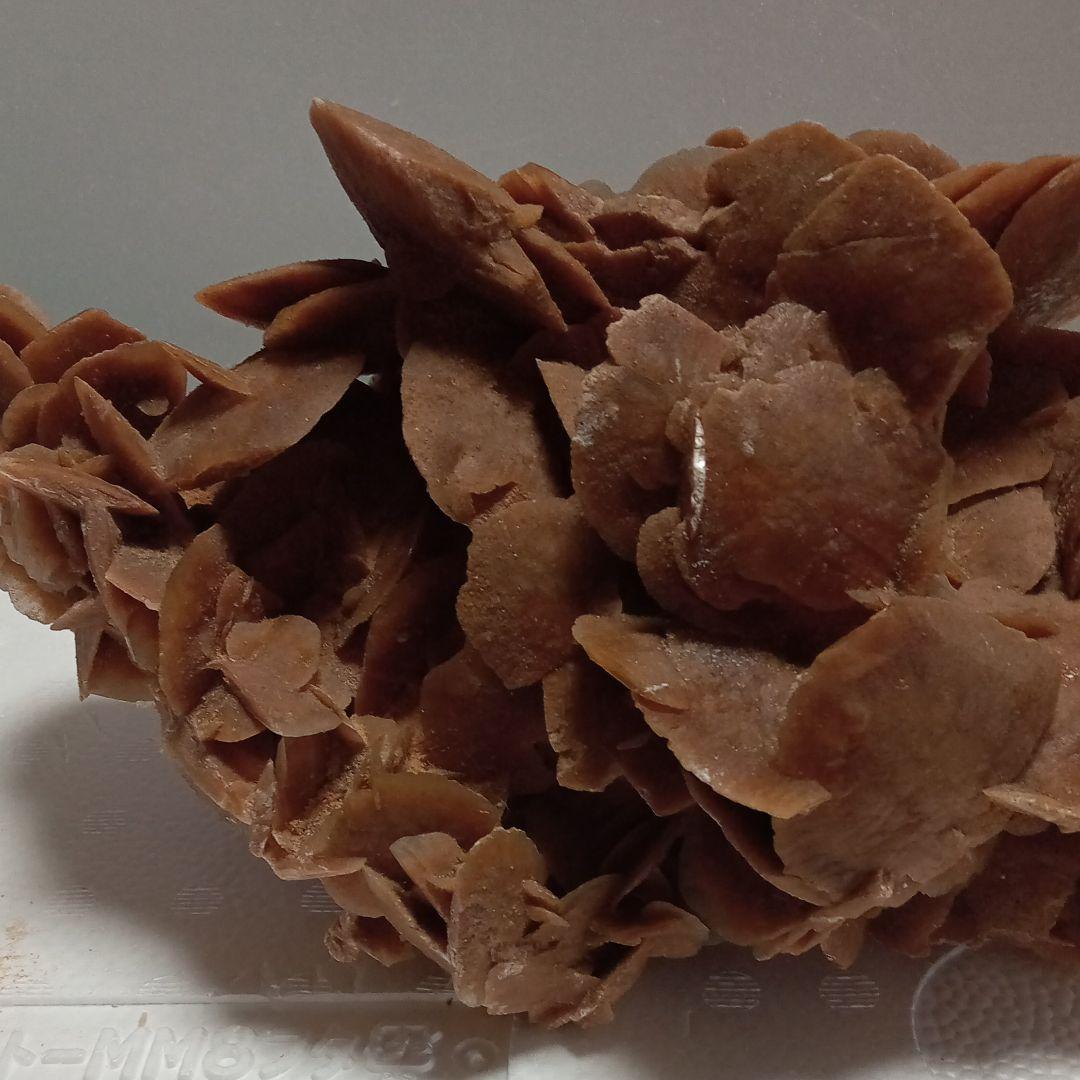 サハラのバラ　サハラ砂漠　化石