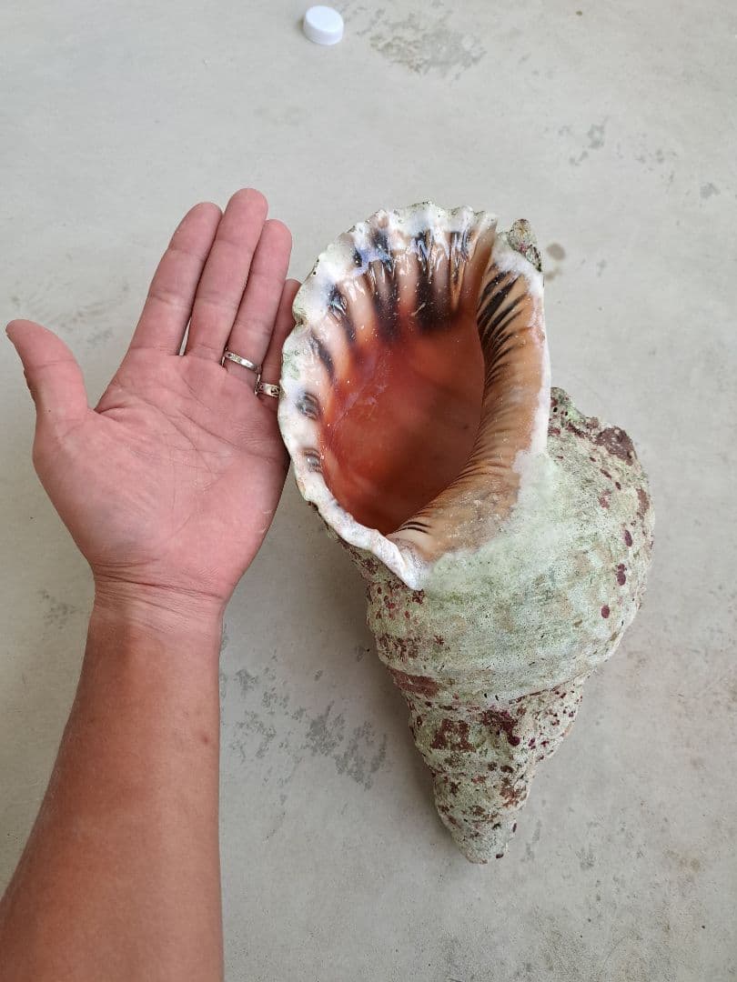 沖縄県産☆特大法螺貝