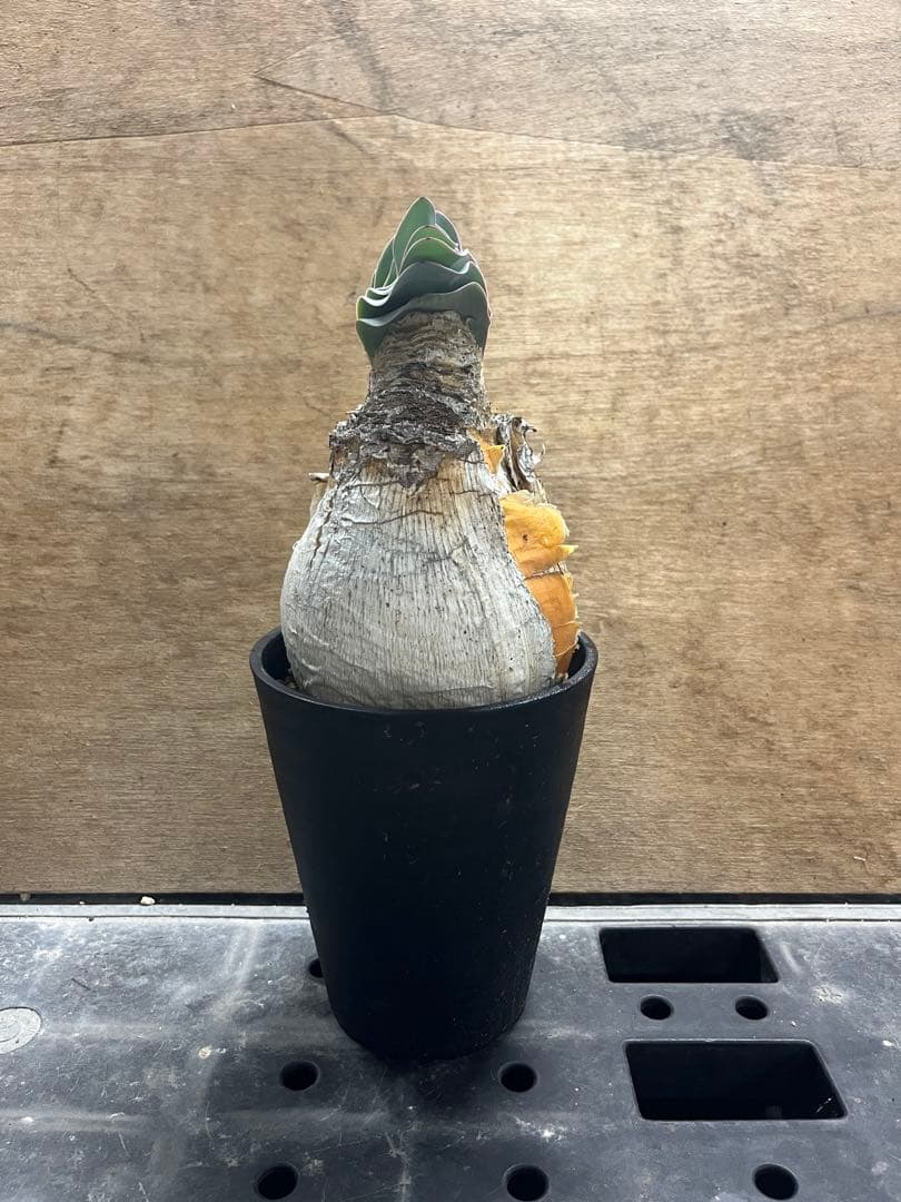 ブーファン　ハエマンソイデス　（検　ハエマントイデス　ディスティチャ