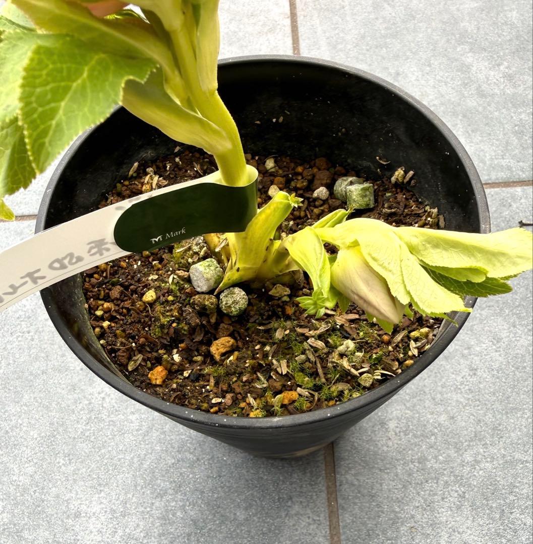 クリスマスローズ　広瀬園芸リバーシブルボカシ系セミダブルオーレア