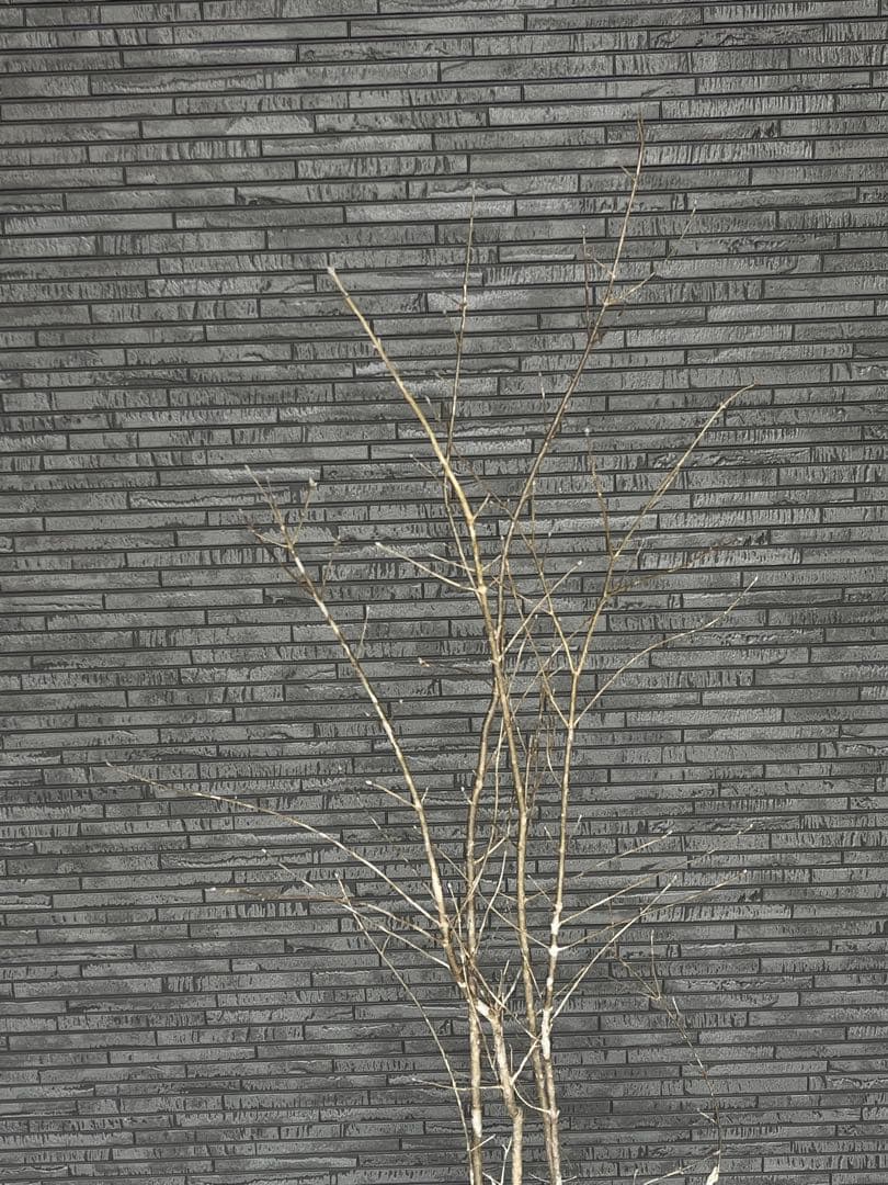 山採り天然　アオダモ　3本株立ち　14