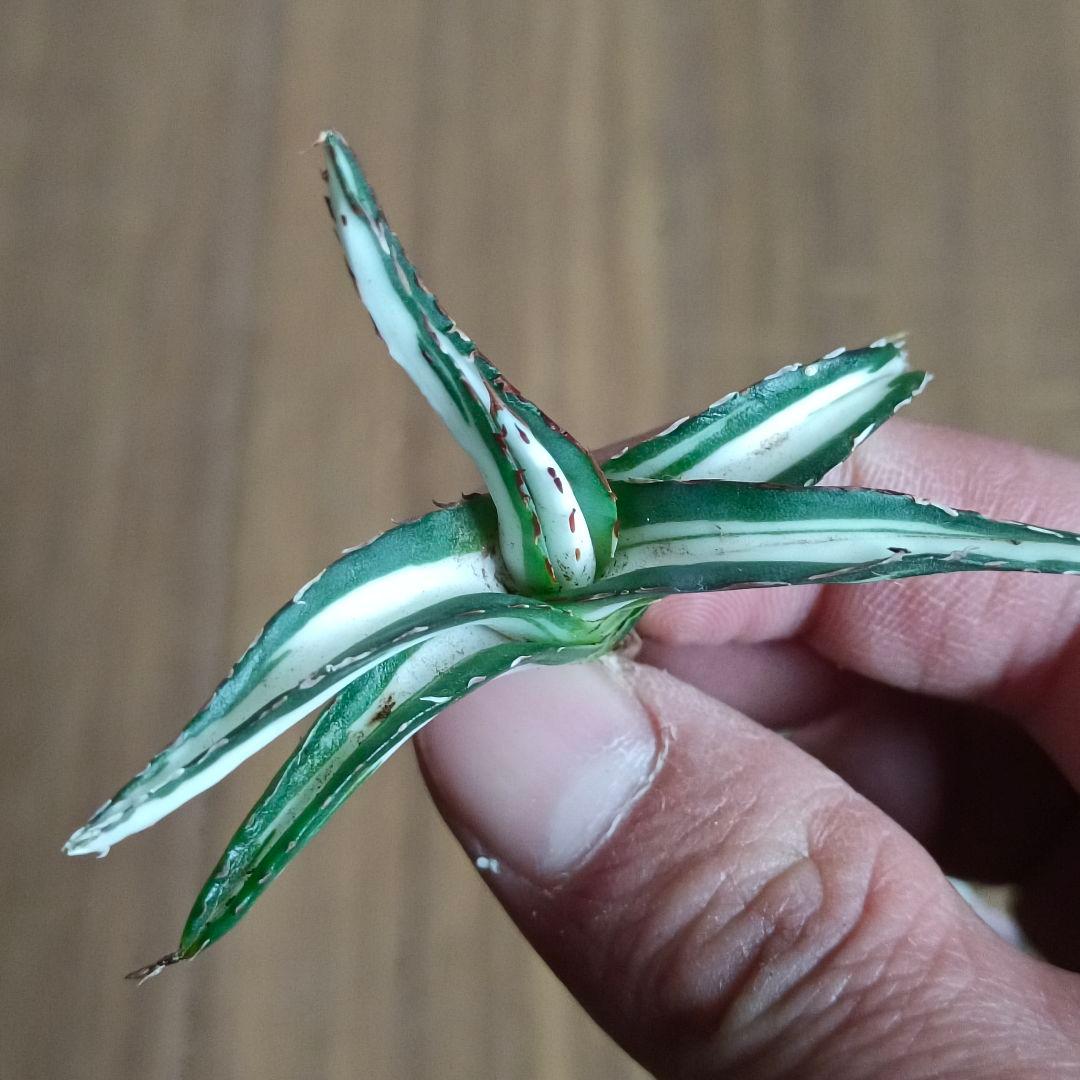 A079 特選 アガベ チタノタ 氷山白中斑 鮮明錦 永久斑 極上3株同梱