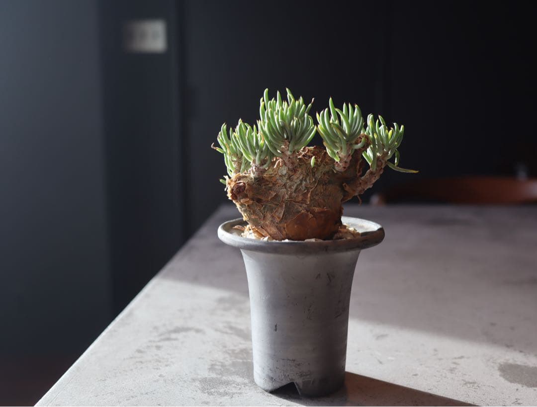 チレコドン　ペアルソニー　現地株　発根済み