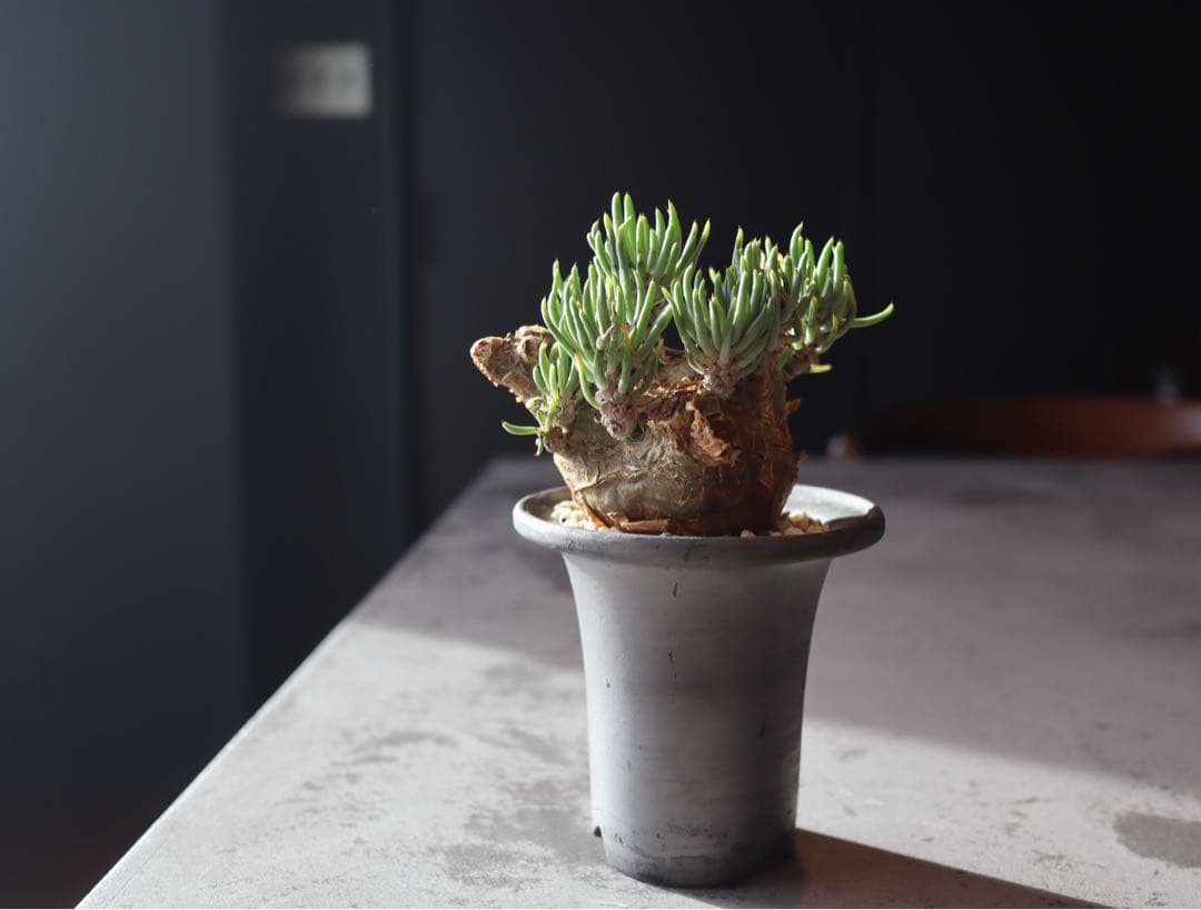 チレコドン　ペアルソニー　現地株　発根済み