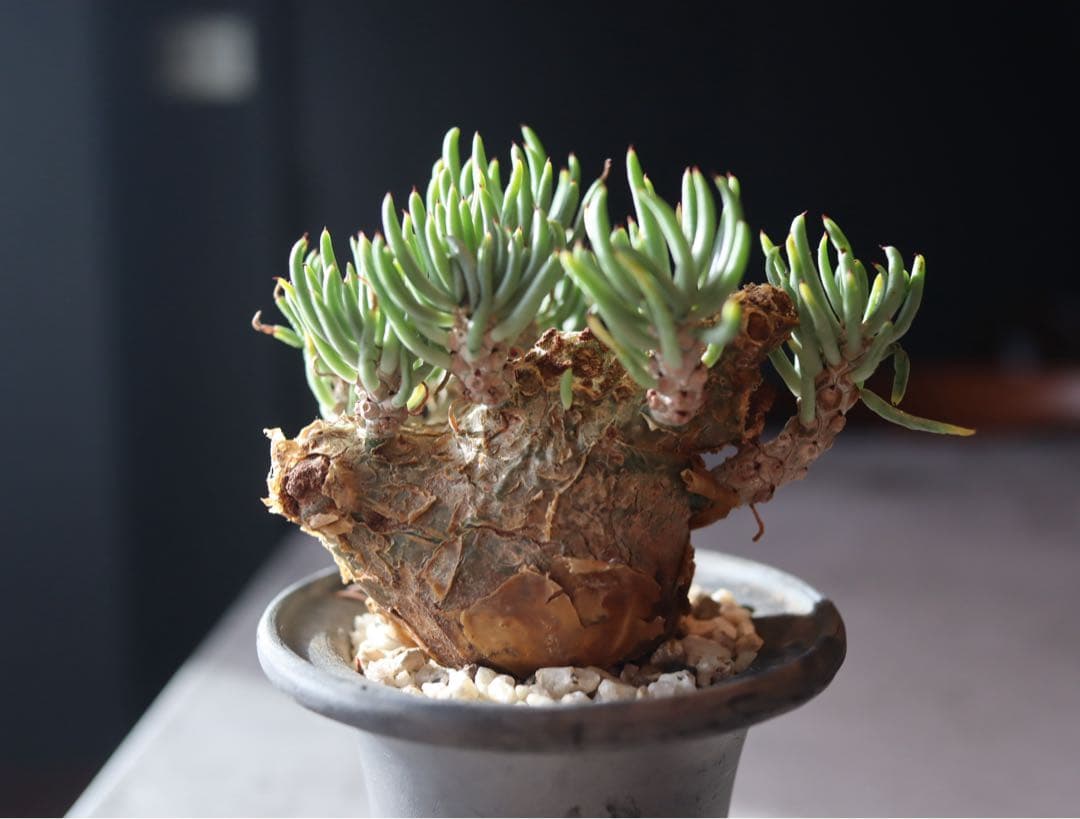 チレコドン　ペアルソニー　現地株　発根済み