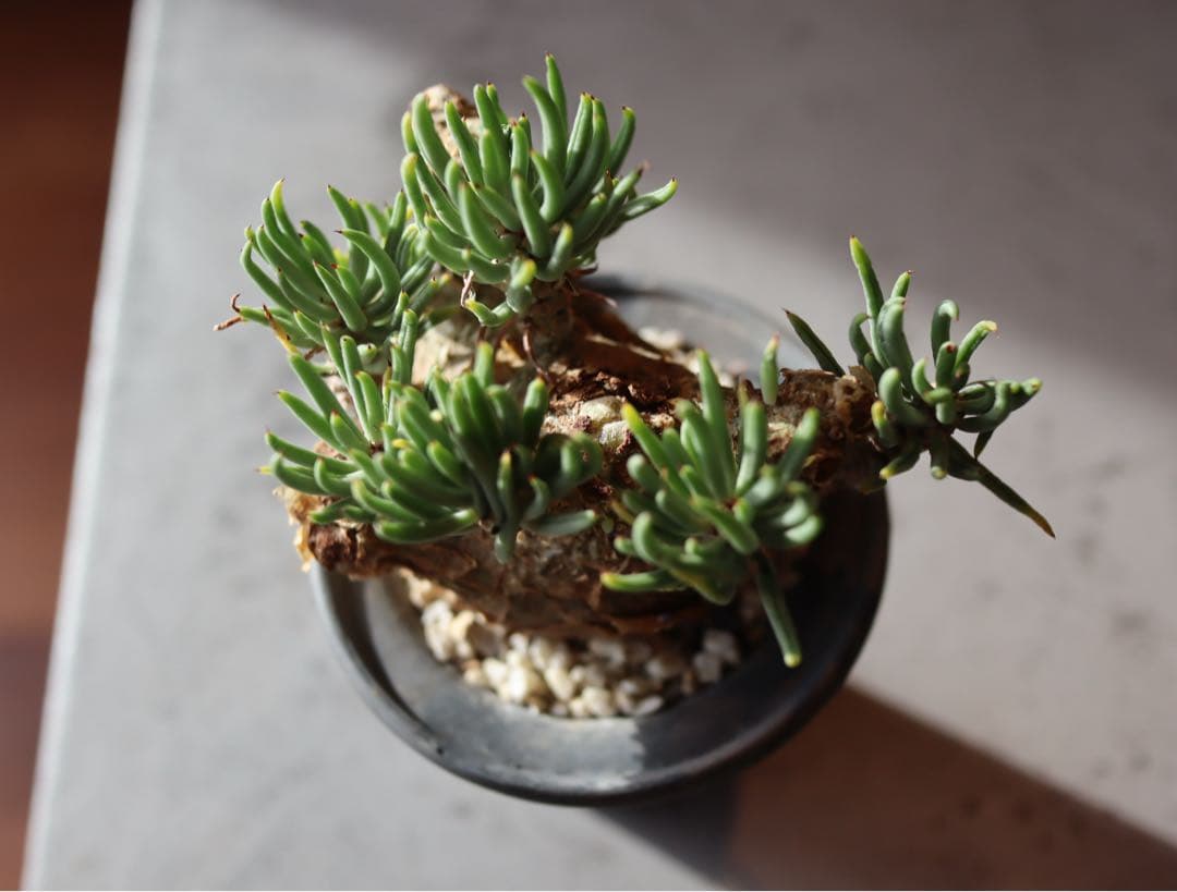 チレコドン　ペアルソニー　現地株　発根済み