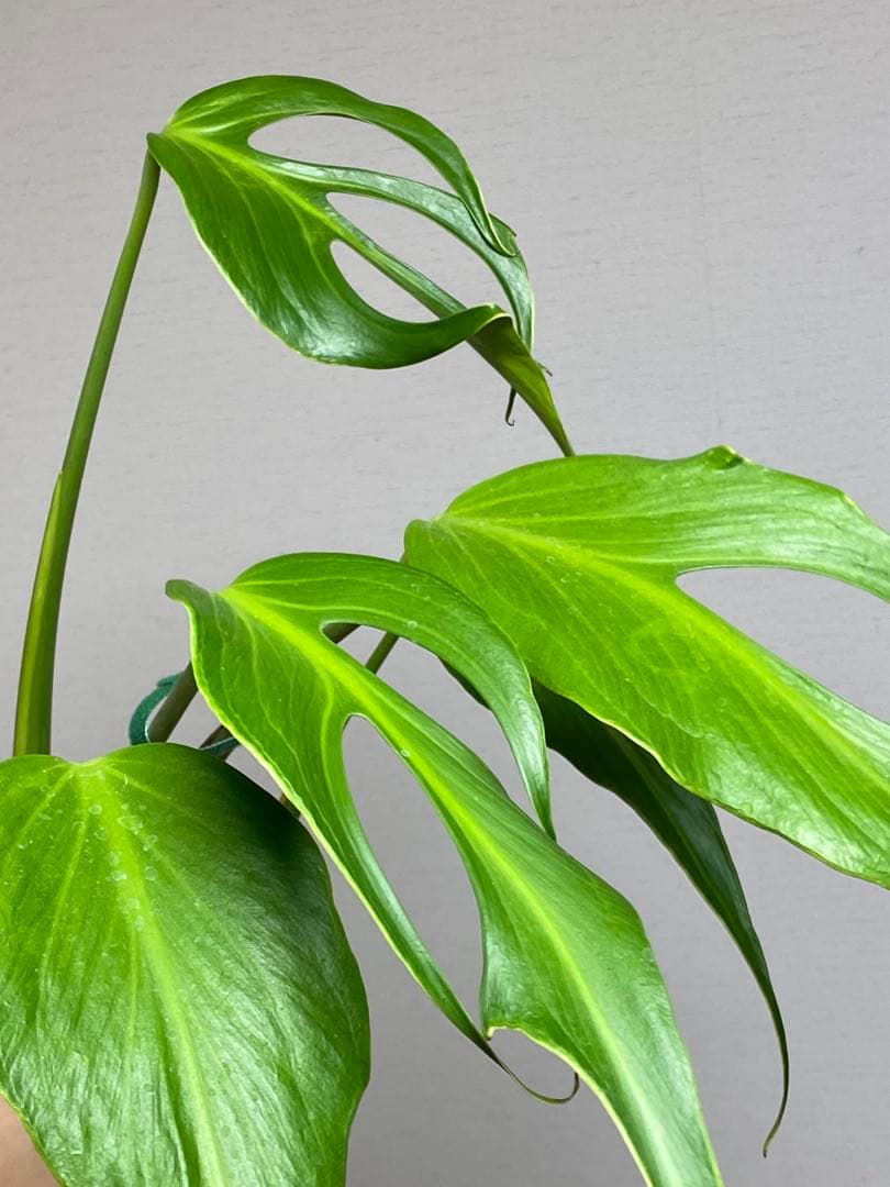 A*I様 【棚整理セール‼️】モンステラ　バールマルクス　希少　レア　人気‼️