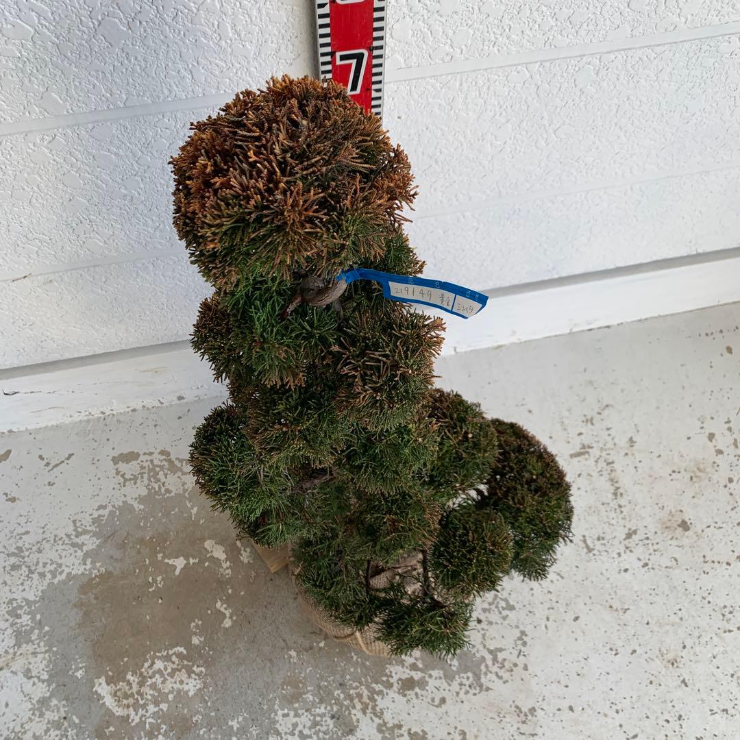 売り尽くし　黄金真柏　約80cm【オウゴンシンパク/盆栽/日本庭園】49