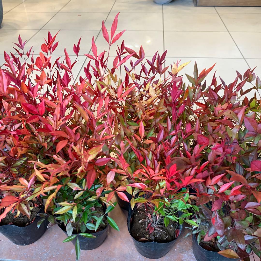 南天　ナンテン 苗木　10個セット