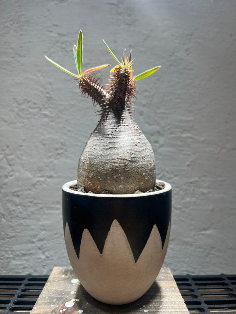 パキポディウム・グラキリス(現地球、発根済)