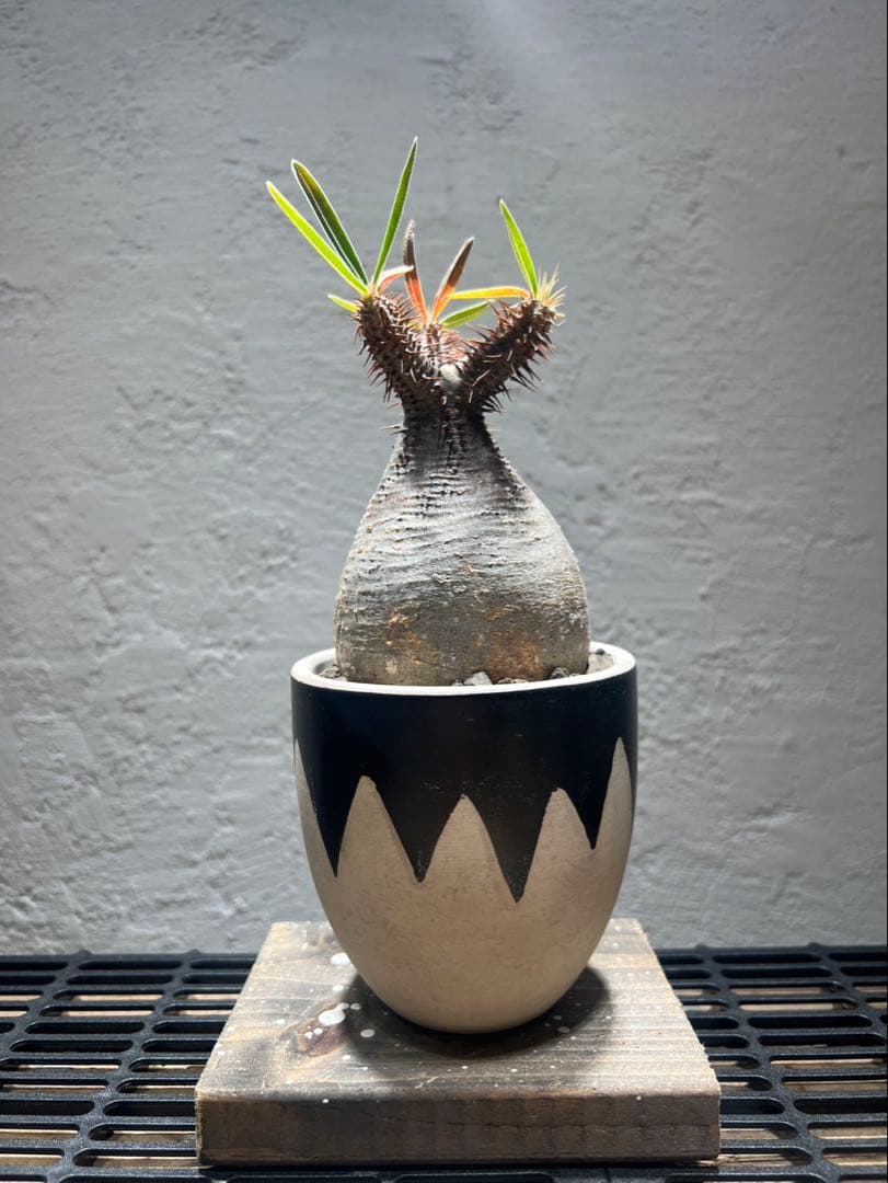 パキポディウム・グラキリス(現地球、発根済)