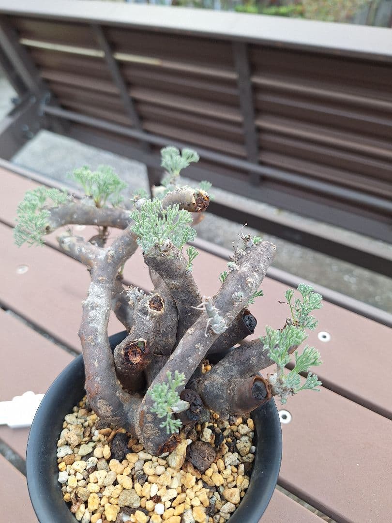 モンソニア ムルチフィダ　現地株