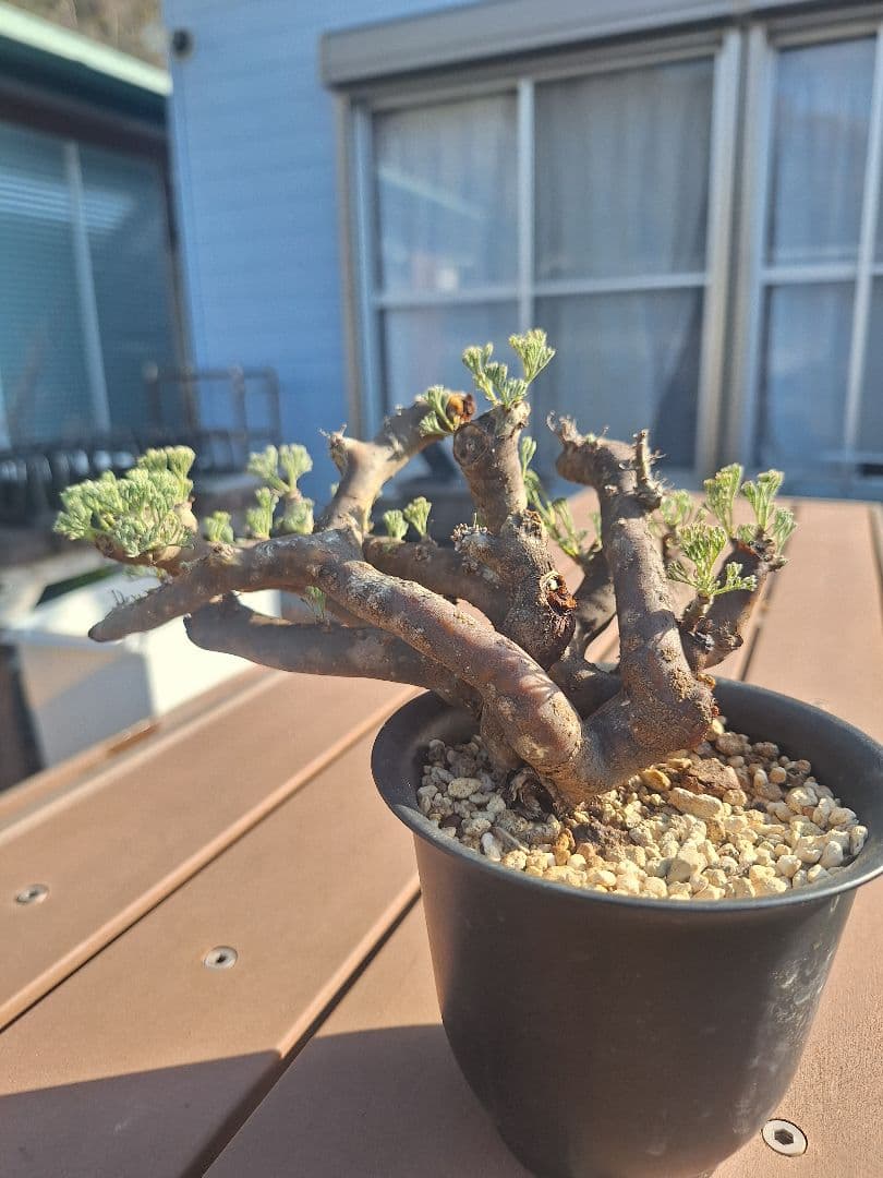 モンソニア ムルチフィダ　現地株