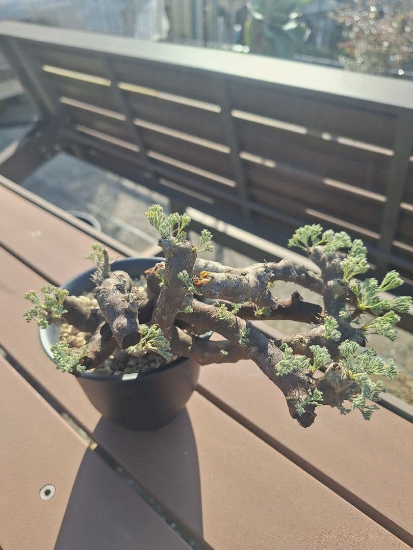 モンソニア ムルチフィダ　現地株